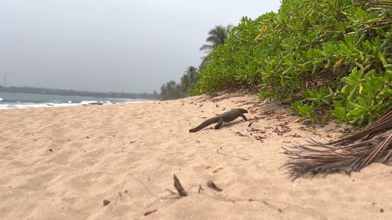 Варан шри ланка Варан шри ланка